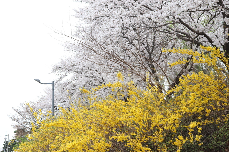 꽃,개나리,벚꽃,봄,봄꽃,자연,하늘,풍경,식물,자연,plants,nature,꽃,flower