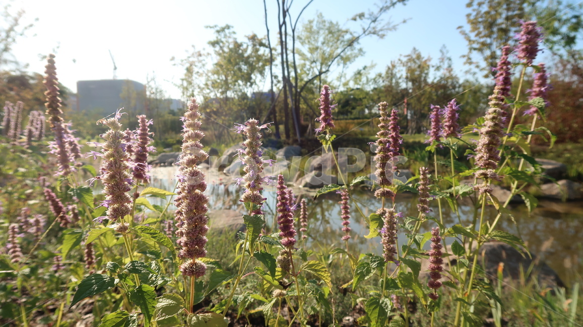 plant,식물,blossom,꽃,flower,garden,정원,식물,자연,plants,nature,꽃,flower