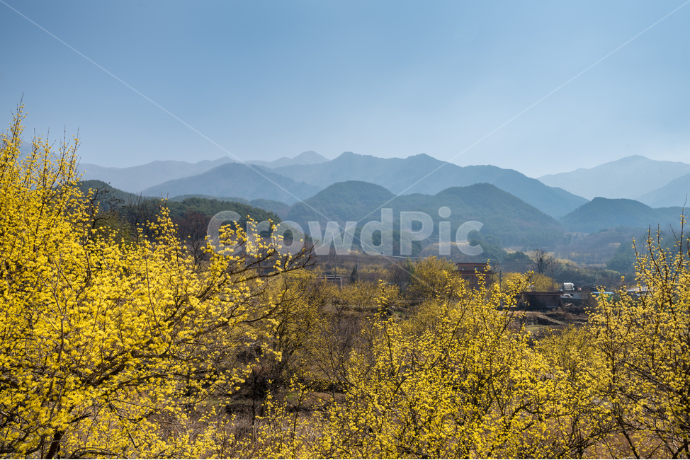 봄,봄꽃,산수유,감성,경치,경관,산,하늘,햇살,노랑,노란꽃,노란색,색상,마을,농촌,시골,풍경,빛,자연,식물,나들이,봄나들이,spring,flower,nature,natural,landscape,yellow,sky,farm,sunshine,봄,계절,spring,season,자연,풍경,nature,landscape,한국자연풍경,한국자연경관,korea nature landscape,시골,마을,country,rural,town,outdoors,옥외,mountain,mountain range,산맥,grassland,목초지,field,들