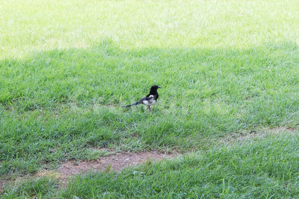 까치,잔디,새,자연,동물,야외,공원,동물,animal,조류,새,birds