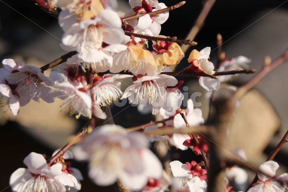 매화,매화나무,벚꽃,벚꽃나무,꽃,flower,blossom,plant,식물,예쁜꽃