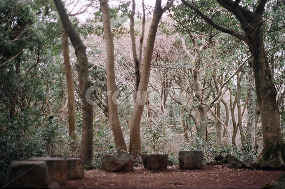 제주도,jejudo,비자림,숲,forest,나무,tree,자연,겨울,자연,풍경,nature,landscape,식물,plants,나무,trees,wood,감성,sensible,feeling,휴식,힐링,rest,relaxation,healing,plant,tree trunk,나무 줄기,ground,바닥