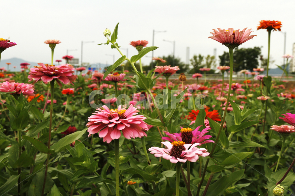 천일홍,꽃,여름,식물,분홍,식물,자연,plants,nature,꽃,flower