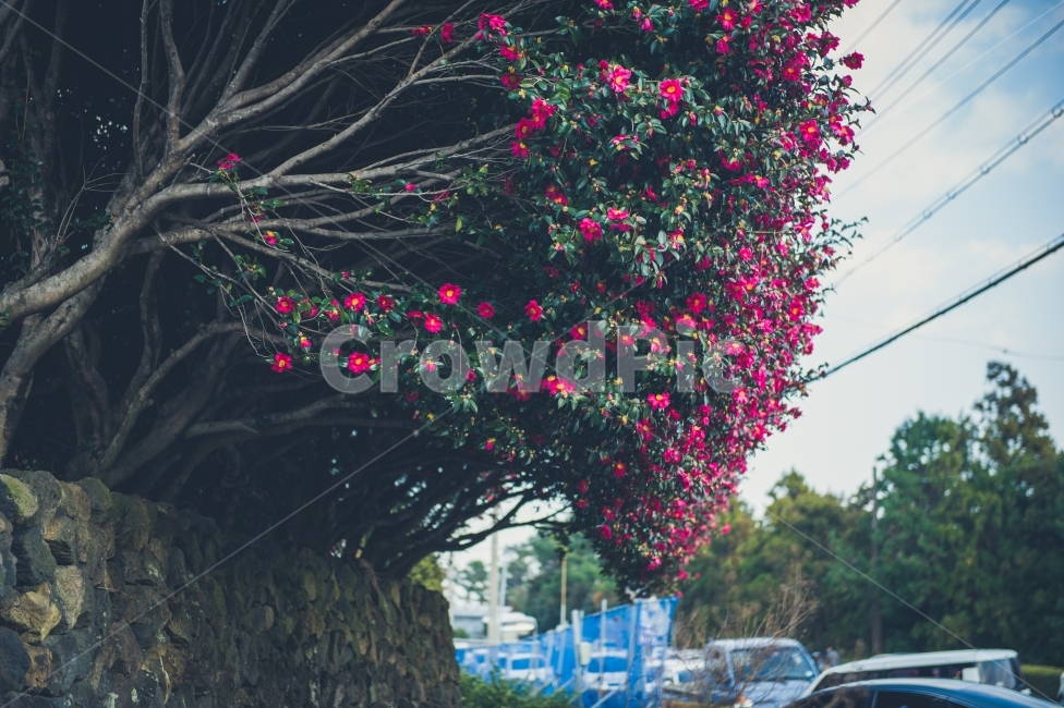 제주도,꽃,동백꽃,카멜리아,섬,담장,빨강,jeju,jejuisland,koreaisland,RepublicofKorea,식물,자연,plants,nature,꽃,flower,감성,sensible,feeling