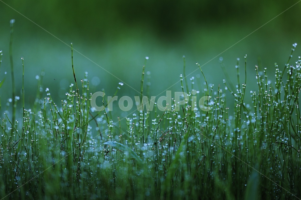 이슬,이른아침,자연,아름다움,힐링,식물,자연,plants,nature,휴식,힐링,rest,relaxation,healing