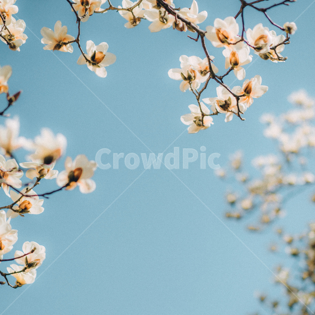 꽃,자연,식물,계절,봄,봄꽃,나무,꽃송이,배경,하늘,flower,spring,nature,plant,tree,sky,season,background,목련,목련나무,kobusmagnolia