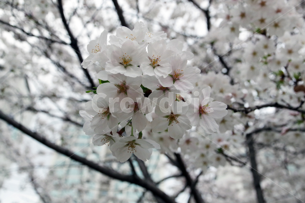 봄,계절,꽃,spring,season,flower,봄,계절,spring,season,식물,자연,plants,nature,꽃,flower,plant,blossom,cherry blossom,벚꽃