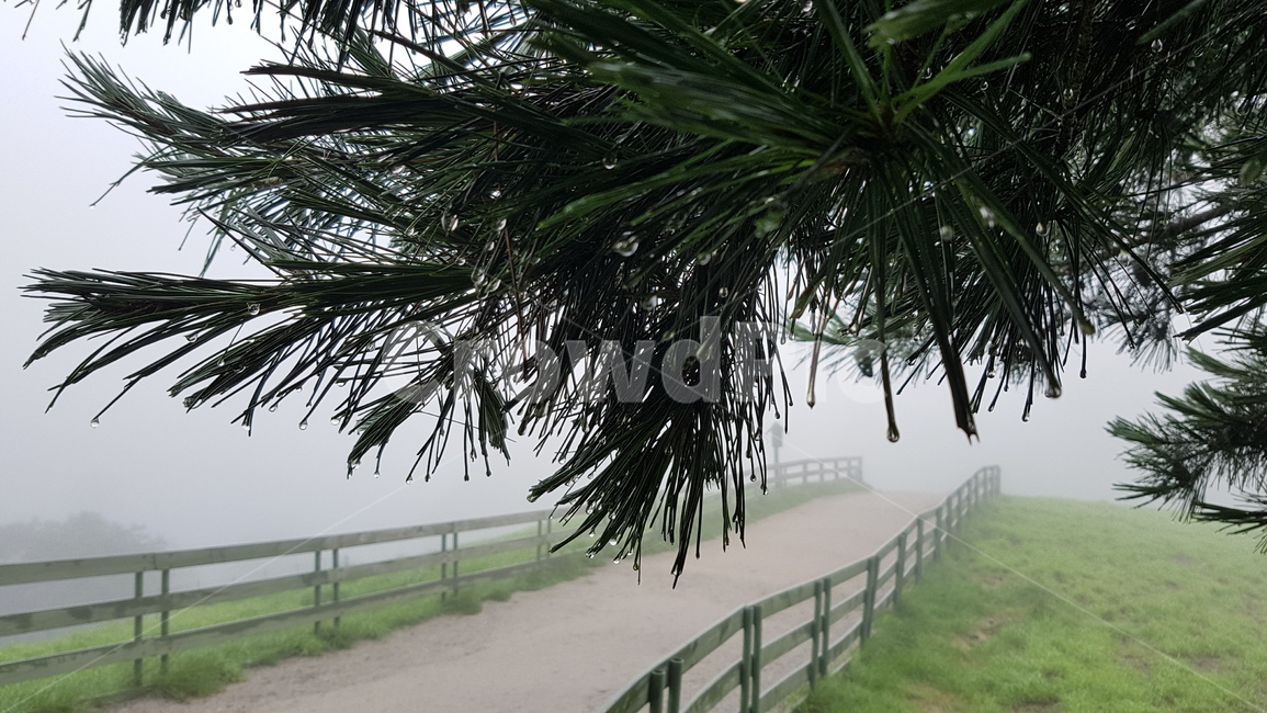 나무,빗방울,길,산책,힐링,목장,자연,풍경,nature,landscape,tree,plant,식물,palm tree,야자수