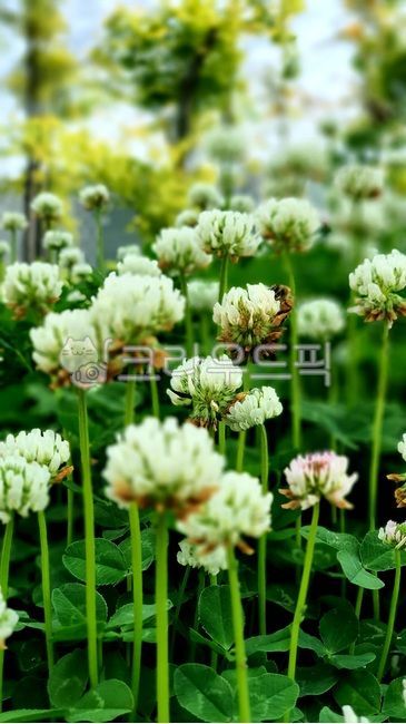 shamrock flower,clover,pottedplant,vase,shamrock,pottery,fourleaf clover,grass,flowerpot,plant,jar