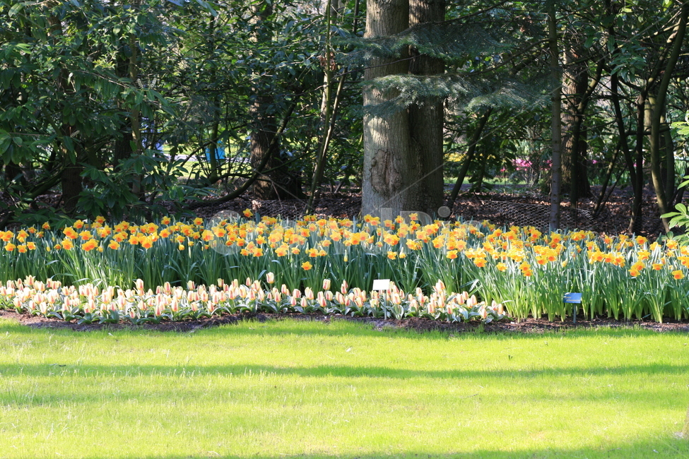 꽃,정원,튤립축제,식물,꽃밭,튤립,flower,garden,tulip,식물,자연,plants,nature,꽃,flower