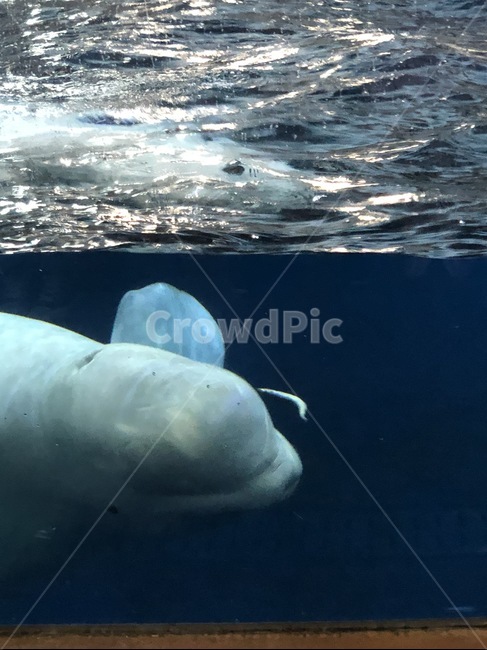 벨루가,해양생물,동물,animal,sealife,belugawhale,whale