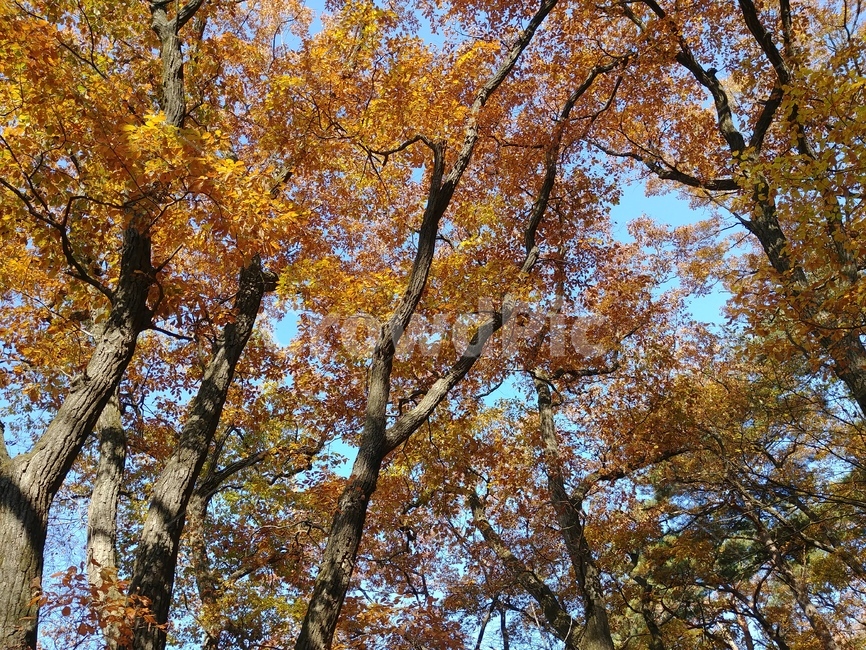 졸참나무,졸참나무단풍,참나무,가을단풍,단풍,자연,나무,가을,계절,fall,autumn,season,tree,plant,식물,tree trunk,나무 줄기