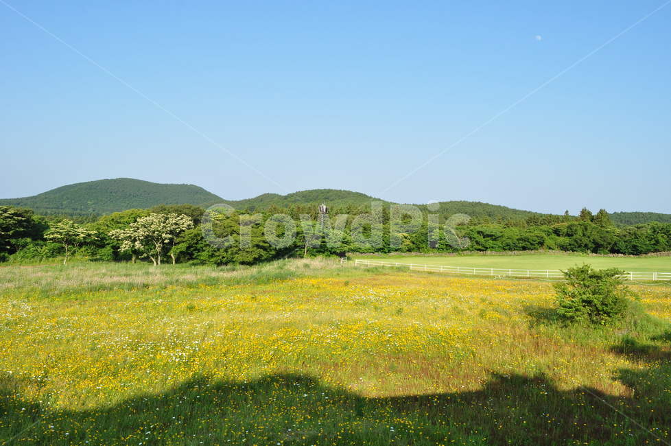 풍경,자연,들판,꽃,하늘,감성사진,감성,숲,제주도,자연풍경,제주도풍경,자연,풍경,nature,landscape,field,들,grassland,목초지,outdoors,옥외
