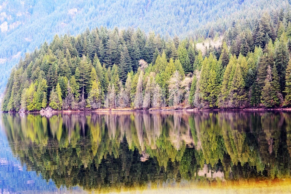 호수,숲,나무,자연,대칭,자연,풍경,nature,landscape,plant,식물,tree,conifer,구과 식물,fir,전나무