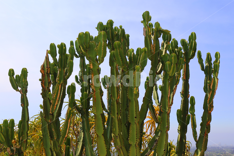 자연,하늘,선인장,식물,plant