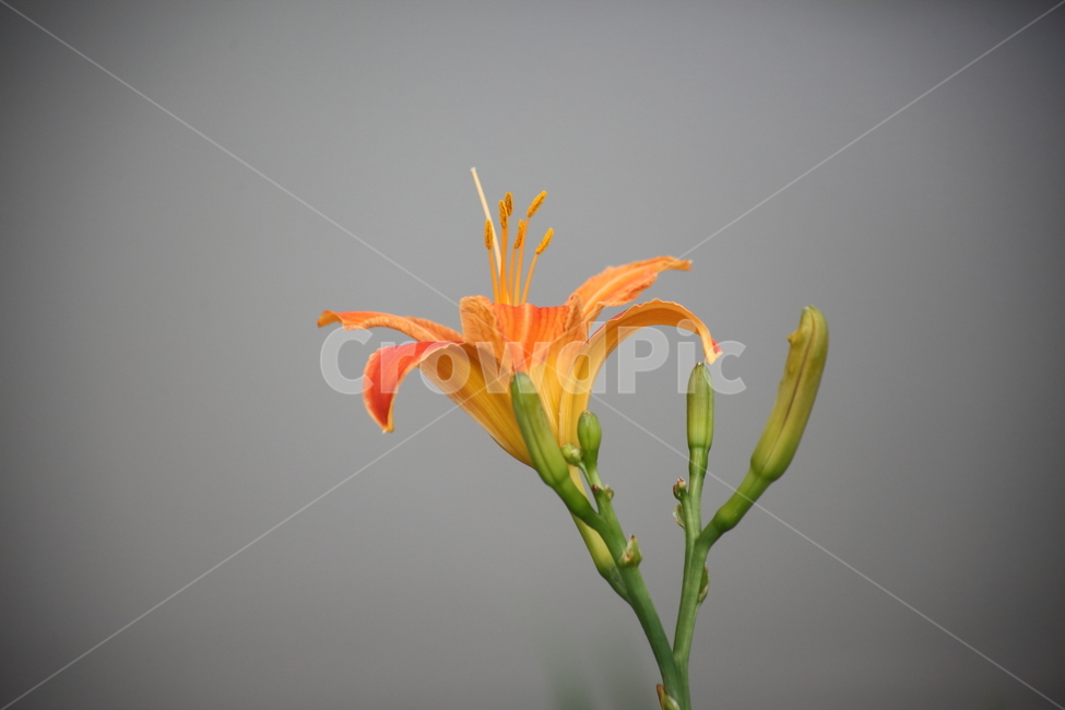 원추리,꽃,넘나물,daylily,flower,백합과