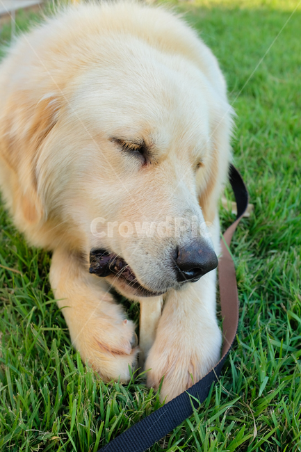 애완동물,강아지,골든리트리버,동물,개,잔디,식물,goldenretriever,animal,dog,pet,동물,animal,포유류,mammal,개,강아지,dog,doggy