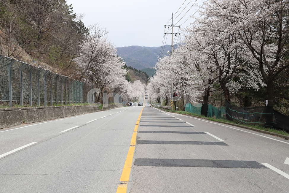 벚꽃,꽃,꽃길,봄,자연,풍경,봄,계절,spring,season,교통,교통수단,traffic,transportation,road,도로,asphalt,아스팔트