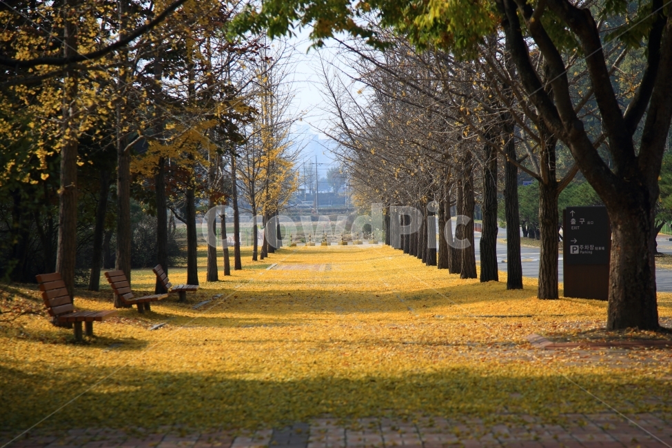 은행나무,단풍,가로수길,아산,은행나무잎,가을,계절,fall,autumn,season,자연,풍경,nature,landscape,한국자연풍경,한국자연경관,korea nature landscape,식물,plants,나무,trees,wood,furniture,가구,bench,벤치,tree,plant,tree trunk,나무 줄기