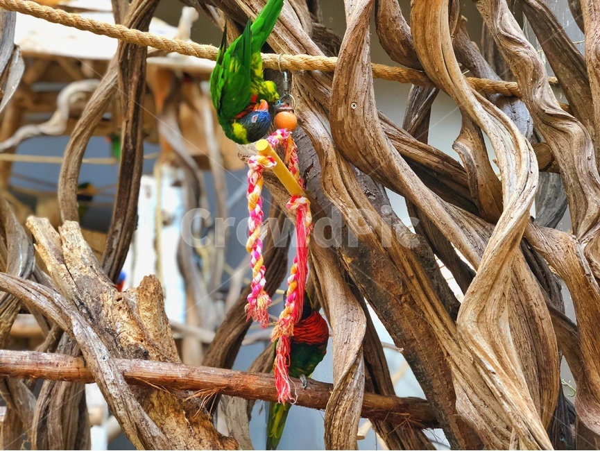 small birds,string,tree parrot,tree,parrot tree,macaw,Birds,hanging parrot,green parrot,fivecolored string,green bird,bird,animal,Zoo,parrot,Alloksae
