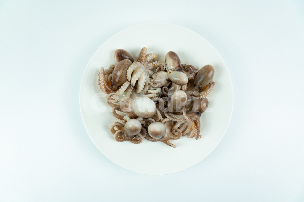 해산물,해물,낙지,주꾸미,요리재료,음식재료,어류,해양생물,문어,싱싱한,신선한,요리,음식,식품,누끼,동물