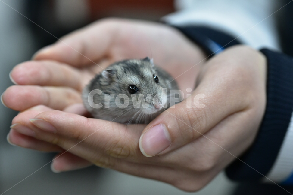 햄스터,동물,애완동물,포유류,펫,귀여움,귀여운,hamsters,mammals,pets,pet,cute,동물,animal,포유류,mammal