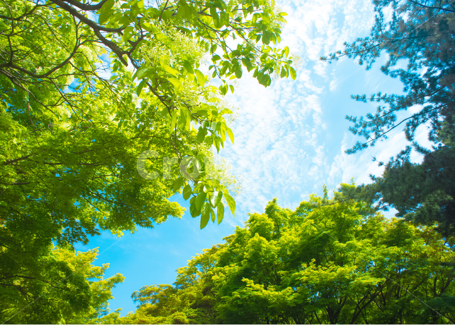 하늘,구름,나무,자연,풍경,landscape,sky,nature,cloud,자연,풍경,nature,landscape,휴식,힐링,rest,relaxation,healing,색깔,색상,색채,색감,color sense,color sensitivity,feeling of color,tree,plant,식물,leaf,잎,green,초록