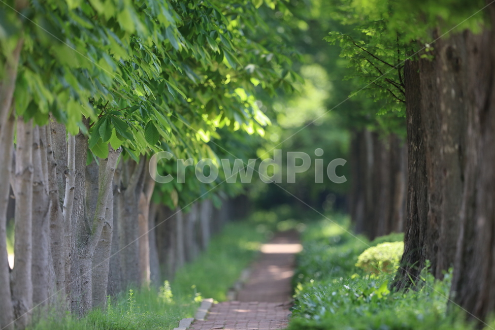 숲,나무,숲길,오솔길,소나무,자연,여름,시원한,힐링,쾌적한,배경,풍경,forest,tree,green,식물,자연,plants,nature,꽃,flower,휴식,힐링,rest,relaxation,healing