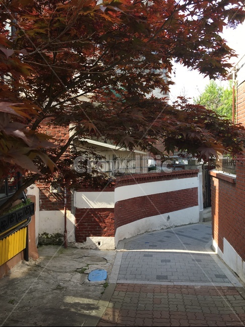 골목,단풍,골목길,내리막,풍경,골목길,alley,tree,나무,plant,식물,flagstone,판석,leaf,잎