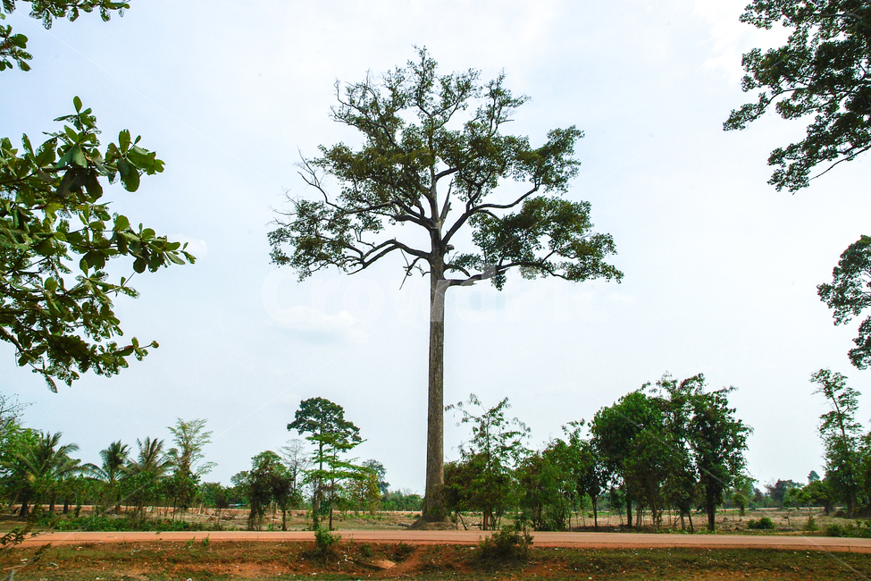 앙코르와트,배경,초록,나무,자연,자연,풍경,nature,landscape,tree,plant,식물,grassland,목초지,field,들,savanna,대초원,outdoors,옥외