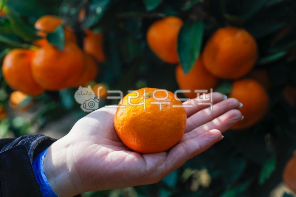 감귤,귤,과일,제주,감귤농장,제주감귤,감귤나무,fruit,jejumandarin,음식,후식,간식,식품,자연,사람손,주렁주렁,맛있는,새콤한,달콤한