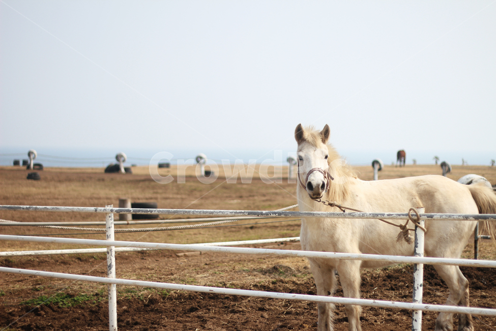 제주도,말,백마,동물,조랑말,동물,animal,포유류,mammal,산업,industry,industrial,목축업,목장,livestock farming,ranching,pasture