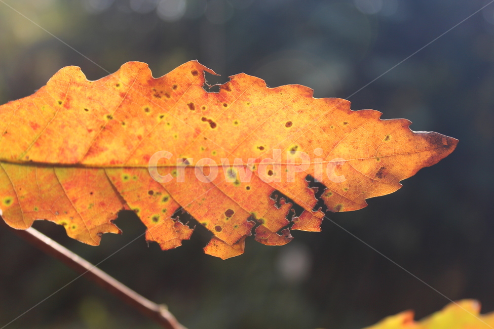 leaf,잎,plant,식물,단풍,가을,계절,fall,autumn,season