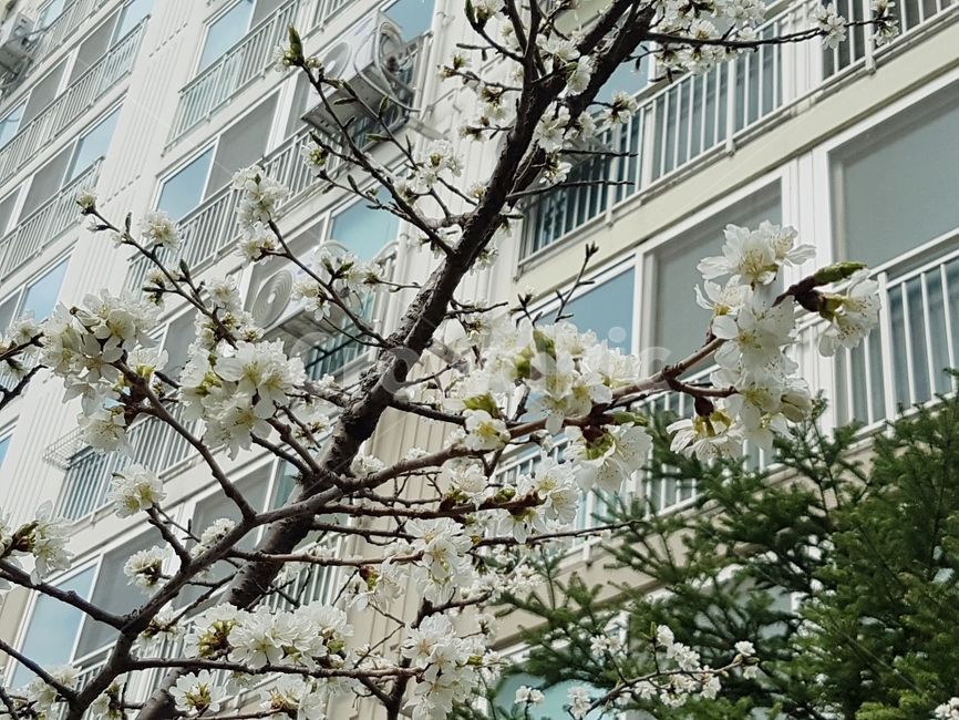 봄,산책,꽃,나무,들꽃,산책로,하얀꽃,하늘,4월,벗꽃,아파트