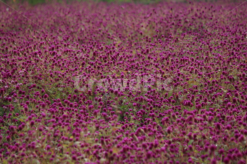 천일홍,꽃,식물,꽃분홍,자연,꽃무리,flower,식물,자연,plants,nature,꽃,flower