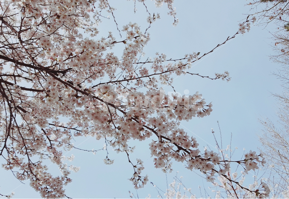 날씨좋은날,벚꽃놀이,분홍빛벚꽃,예쁜벚꽃,눈꽃송이