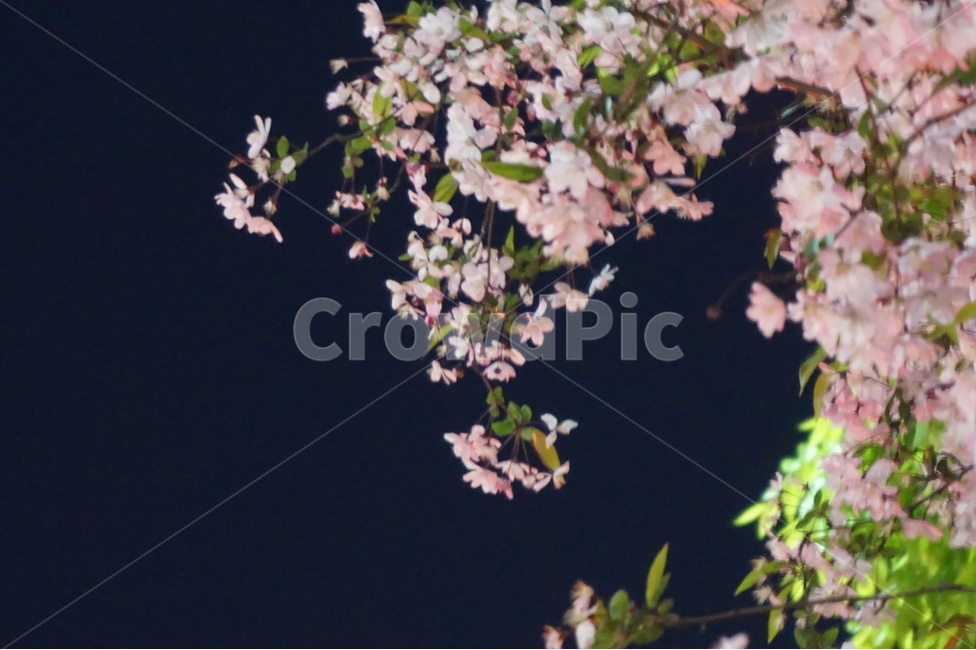 벚꽃,꽃,봄,야경,자연,봄,계절,spring,season,야경,밤,풍경,nightscape,night,landscape,식물,자연,plants,nature,꽃,flower,plant