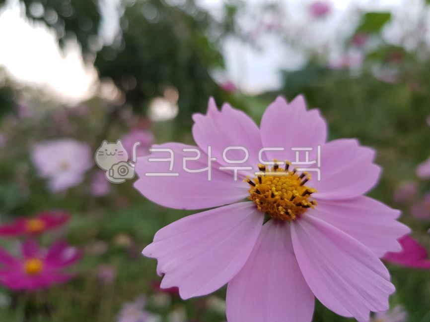 plant,Cosmos,out of focus,flower