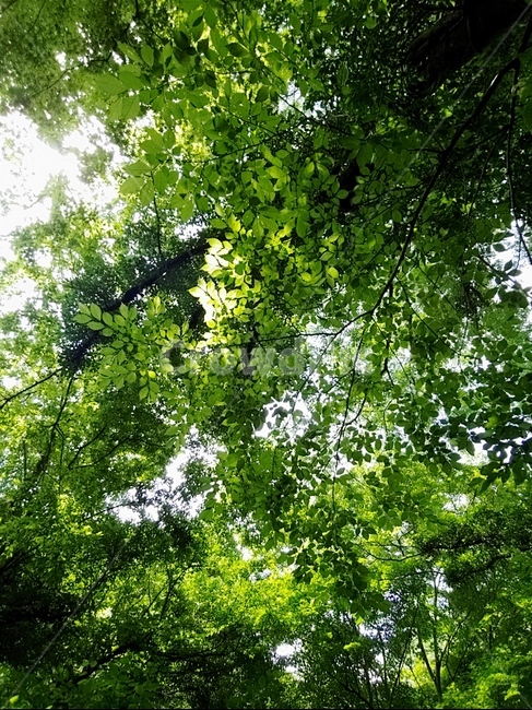 숲,나무,잎,초록,잎사귀,green,woods,plant,식물,자연,nature,환경,environment,신선한,fresh,trees,leaf,leaves
