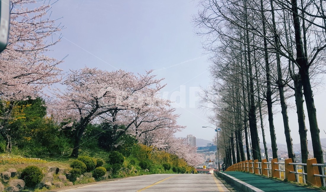 벚꽃,산책,나무,꽃,자연,여름,벚꽃놀이,봄,계절,spring,season,plant,식물,asphalt,아스팔트