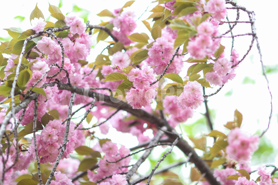 봄,봄날,봄꽃,꽃,분홍,예쁜,아름다운,배경,연분홍색,계절,겹벚꽃,spring,flowers,beautiful,season