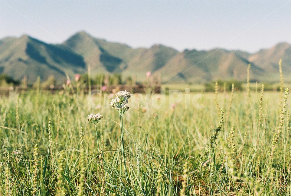 자연,식물,들,잔디,nature,plant,field,grassland,시골,마을,풍경,landscape,country,rural,town