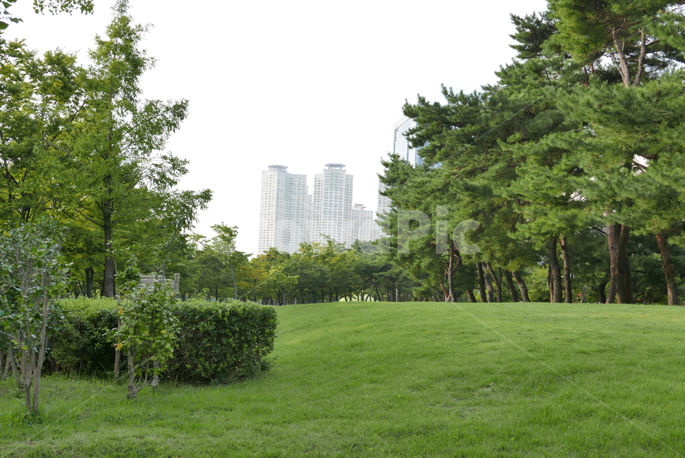 배경,풍경,하늘,자연,나무,야외,공원,나뭇가지,환경,숲,나뭇잎,nature,landscapesky,park,tree