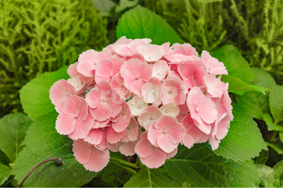 수국,꽃,자연,분홍,핑크,bigleafhydrangea