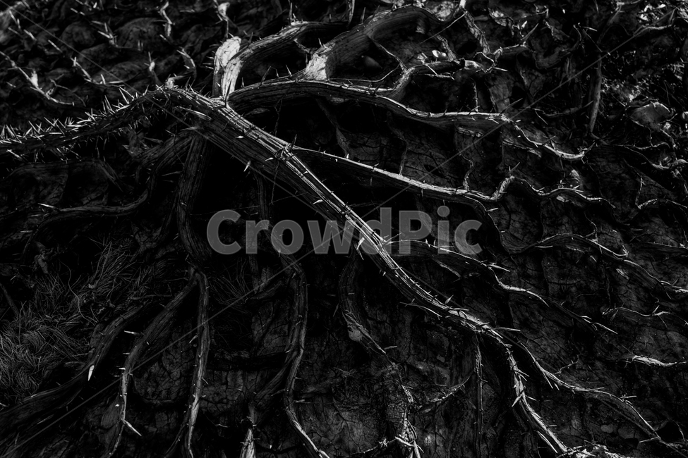 연잎,잎,연,줄기,가시,식물,식물,자연,plants,nature,흑백,모노톤,monochrome,black and white