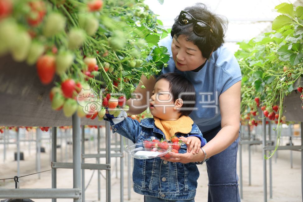 Children,infants,strawberries,hydroponics,vertical farming,babies,experience,grandmothers,farms,local food,families,baskets,containers,tours,farms,agriculture,rural areas,weekend farms,fruits,agricultural products,greenhouses,fields,