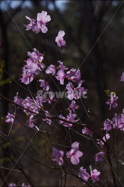 진달래,핑크,분홍,4월,식용,봄,빛,산,봄,계절,spring,season,식물,자연,plants,nature,꽃,flower,plant,blossom