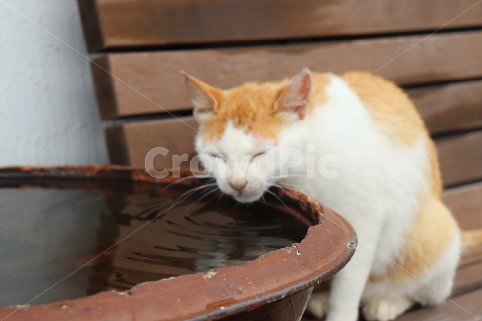 고양이,물마시는고양이,길고양이,동물,귀여운동물,물마시는동물,자연,생물,길냥이