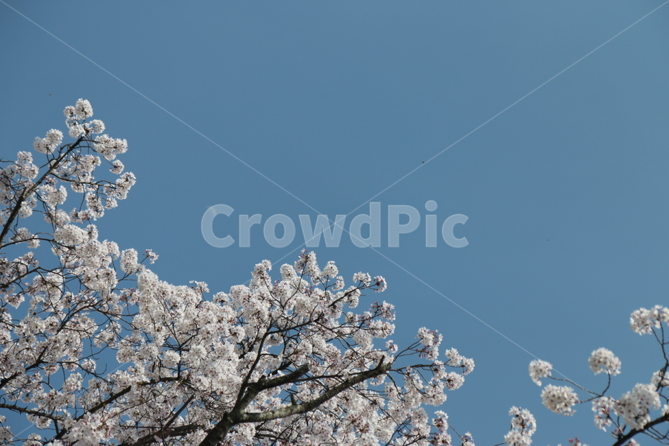 flower,blossom,꽃,식물,봄,하늘,sky,벚꽃,봄꽃,플라워,spring,느낌,아웃도어,야외,cherryblossom