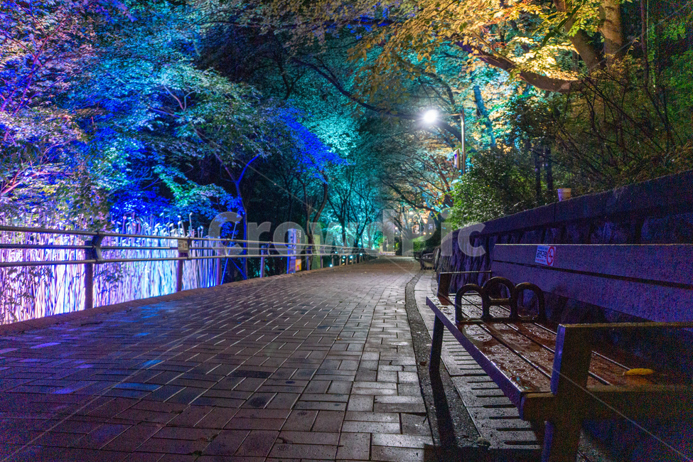 인천,자유공원,야경,led,조명,야간,동인천,차이나타운,나무,공원,산책,산보,산길,오솔길,통로,보도,숲속,형형색색,forest,path,lane,trail,walkway,길,수풀,벤치,의자,bench,자연,park,tree,nature,풍경,landscape,scenery,scene,view,night,nightview,nightscene,lighting,illumination,lamp,light,colourful,숲,야경,밤,풍경,nightscape,night,landscape